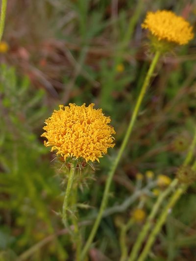 Berkheya carduoides, photographed by Brian du Preez