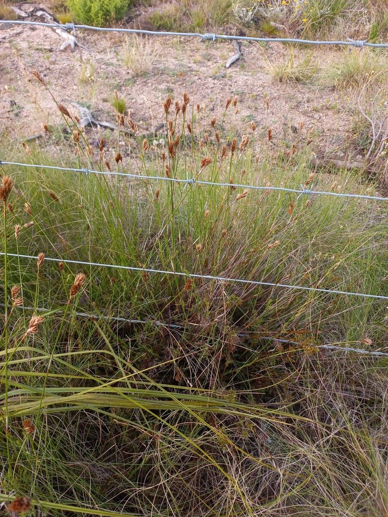 Thamnochortus guthrieae, photographed by Brian du Preez