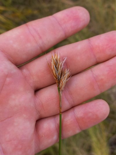Thamnochortus guthrieae, photographed by Brian du Preez