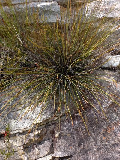 Elegia asperiflora, photographed by Brian du Preez