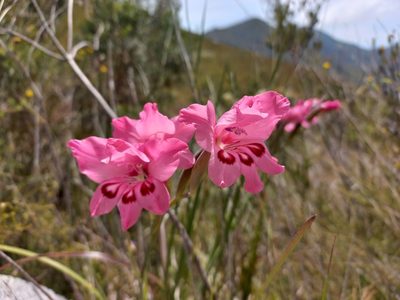 Gladiolus carneus, photographed by Brian du Preez