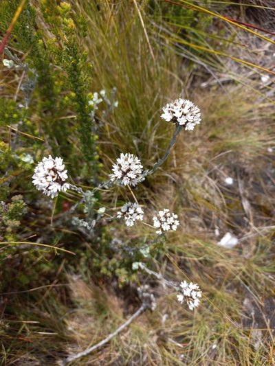 Langebergia canescens, photographed by Brian du Preez