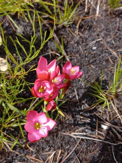 Geissorhiza seracina, photographed by Brian du Preez