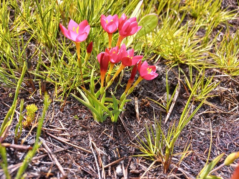 Geissorhiza seracina, photographed by Brian du Preez