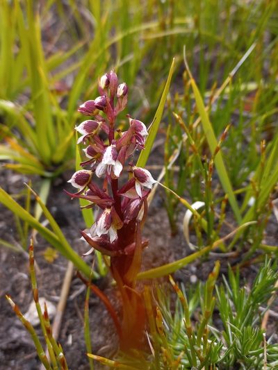 Disa ocellata, photographed by Brian du Preez