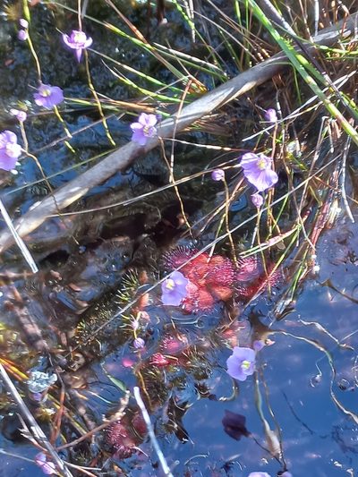 Utricularia welwitschii, photographed by Brian du Preez