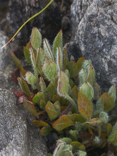 Centella montana, photographed by Brian du Preez
