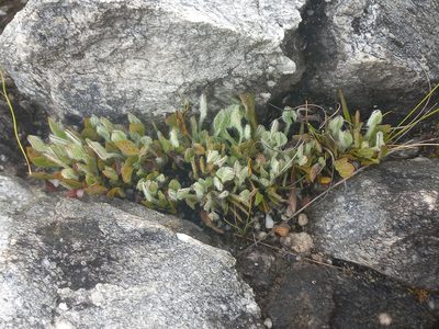 Centella montana, photographed by Brian du Preez