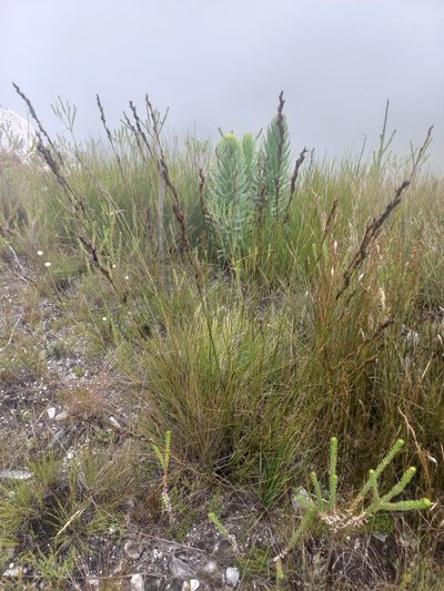 Tetraria flexuosa, photographed by Brian du Preez