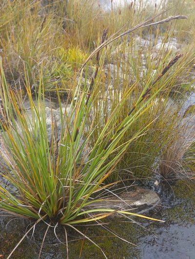 Cyathocoma hexandra, photographed by Brian du Preez