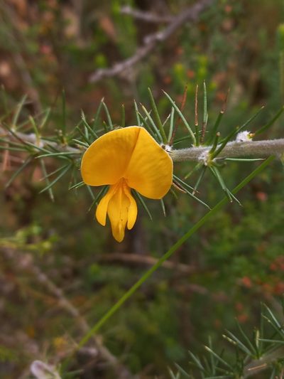 Aspalathus spectabilis, photographed by Brian du Preez