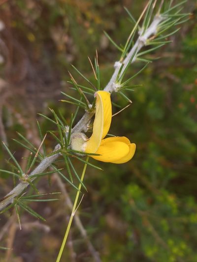 Aspalathus spectabilis, photographed by Brian du Preez