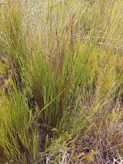 Platycaulos compressus, photographed by Brian du Preez