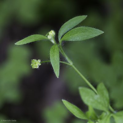 Ranunculus hebecarpus, photographed by Ken-ichi Ueda