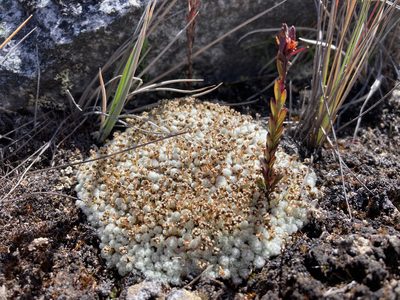 Paepalanthus lodiculoides, photographed by Fabien Anthelme