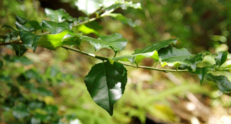 Scolopia mundii, photographed by Tony Rebelo