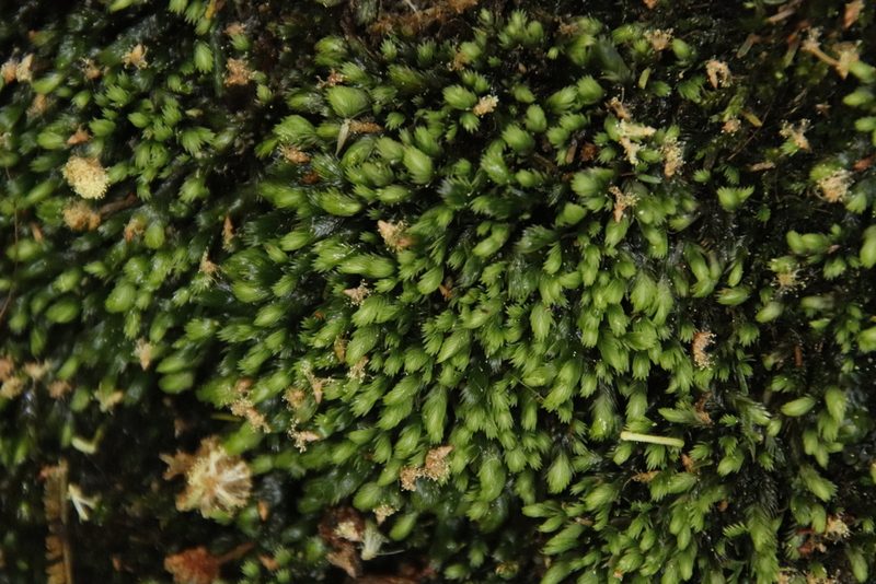 Fissidens ovatus, photographed by Tony Rebelo