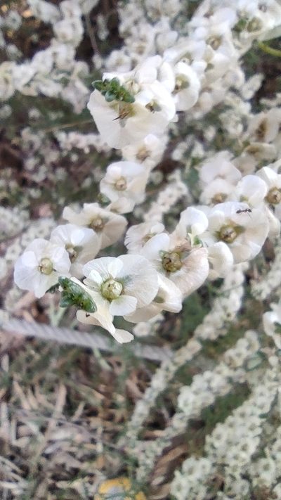 Soda oppositifolia, photographed by Daniel Heras González