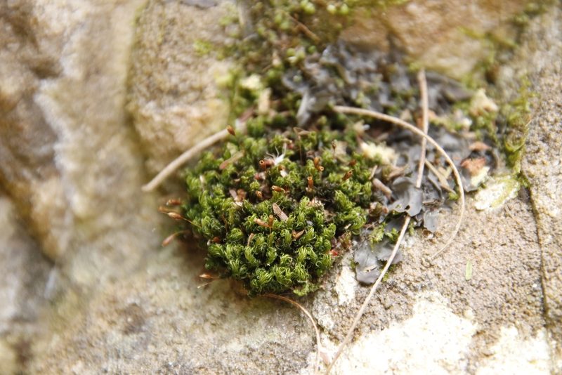 Ptychomitrium crispatum, photographed by Tony Rebelo