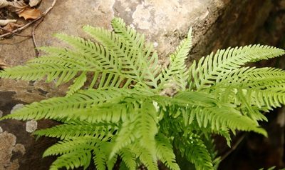 Pteris dentata, photographed by Tony Rebelo