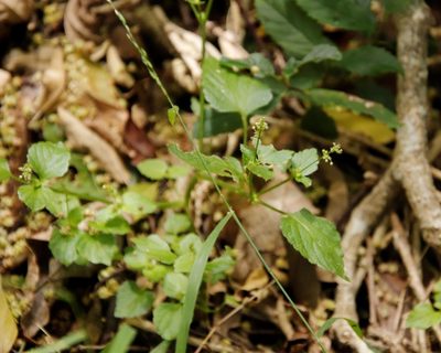 Leidesia procumbens, photographed by Tony Rebelo