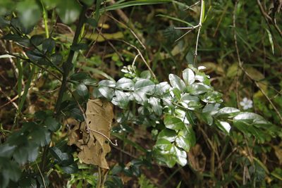 Scutia myrtina, photographed by Tony Rebelo