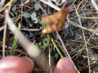 Selaginella eclipes, photographed by Kathleen Houlahan Chayer