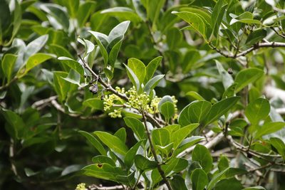 Afrocanthium mundianum, photographed by Tony Rebelo