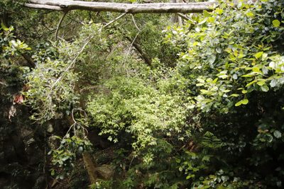 Maytenus acuminata, photographed by Tony Rebelo