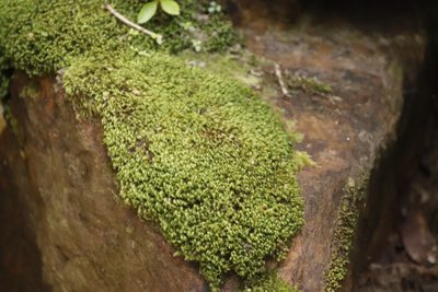 Leucoloma sprengelianum, photographed by Tony Rebelo
