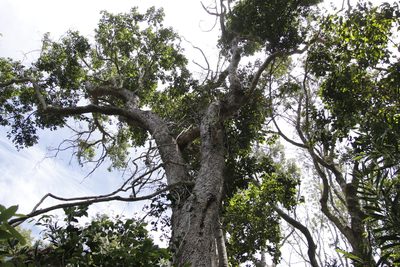 Olinia ventosa, photographed by Tony Rebelo
