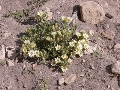 Malesherbia lirana, photographed by Guillermo Debandi