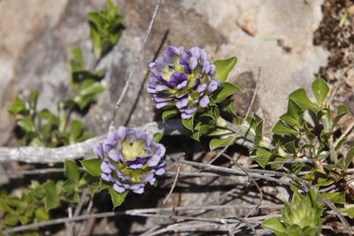 Psoralea bracteolata, photographed by Tony Rebelo