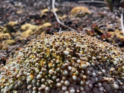 Paepalanthus lodiculoides, photographed by Fabien Anthelme