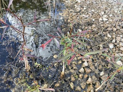 Ludwigia leptocarpa, photographed by Judy Gallagher