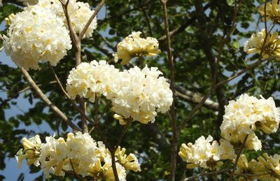 Handroanthus impetiginosus, photographed by Francisco Farriols Sarabia