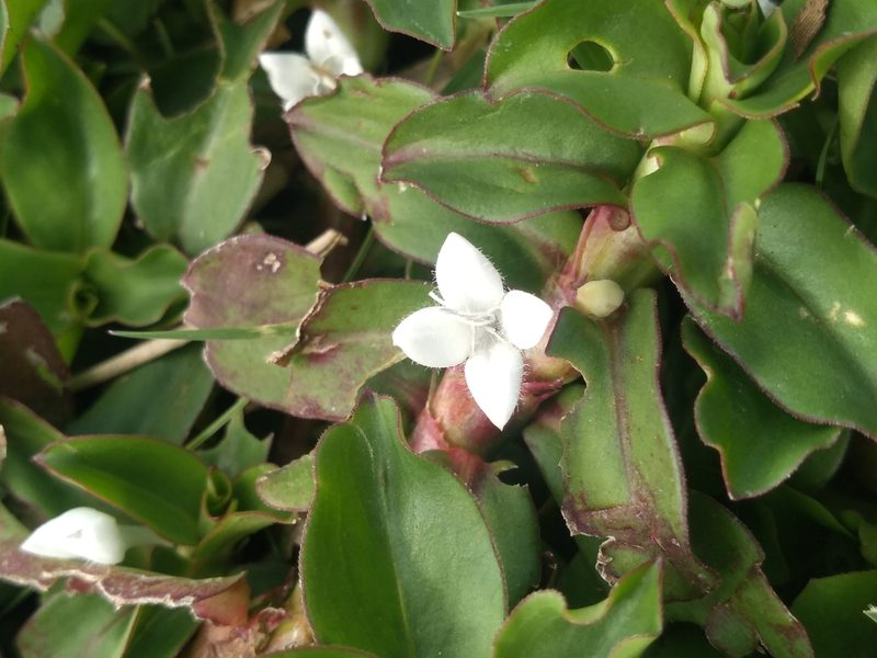 Diodia saponariifolia, photographed by Lucas Kaminski