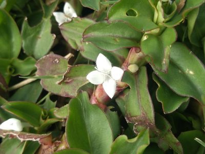 Diodia saponariifolia, photographed by Lucas Kaminski