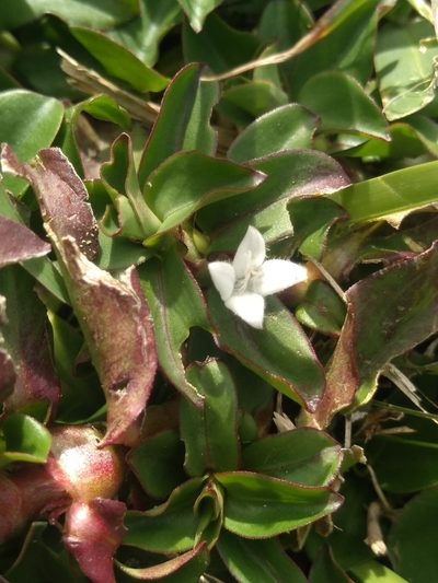 Diodia saponariifolia, photographed by Lucas Kaminski