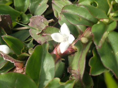 Diodia saponariifolia, photographed by Lucas Kaminski