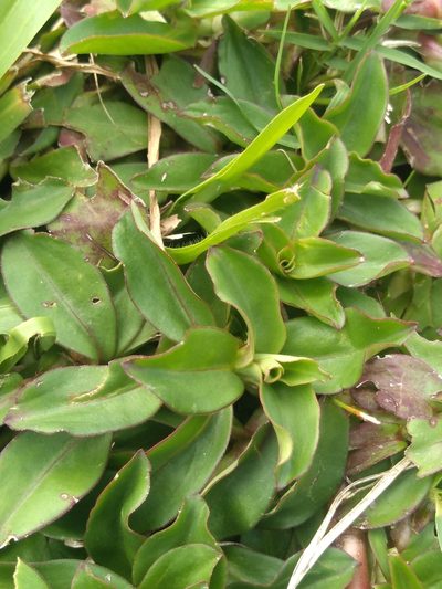 Diodia saponariifolia, photographed by Lucas Kaminski