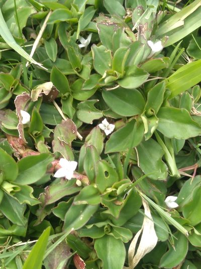 Diodia saponariifolia, photographed by Lucas Kaminski