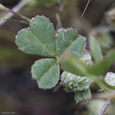 Trifolium microdon, photographed by Ken-ichi Ueda