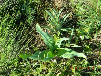 Bellevalia speciosa, photographed by Galyna Mykytynets