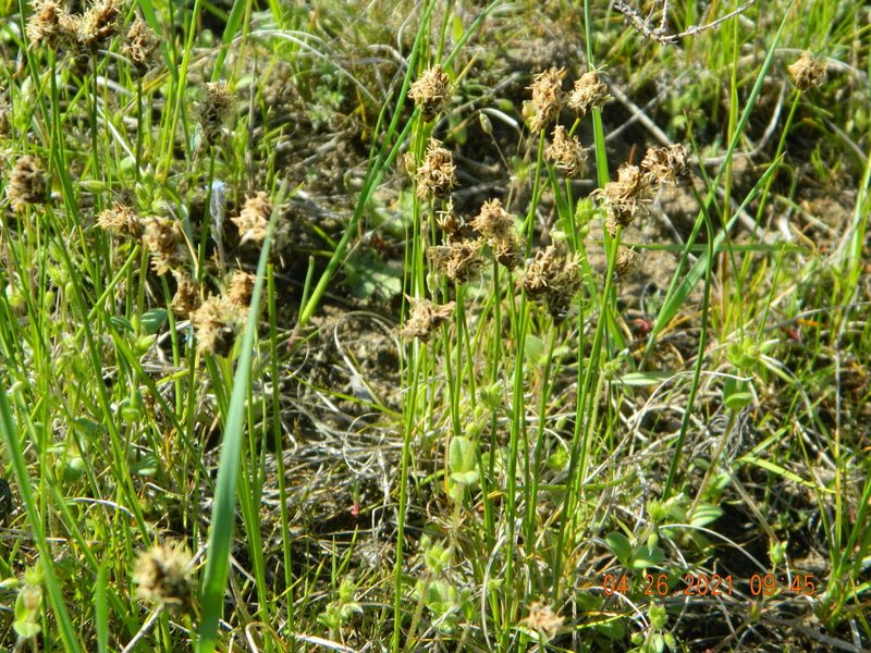 Carex stenophylla, photographed by Galyna Mykytynets