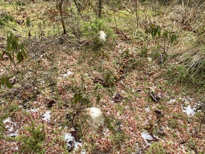 Eriophorum virginicum