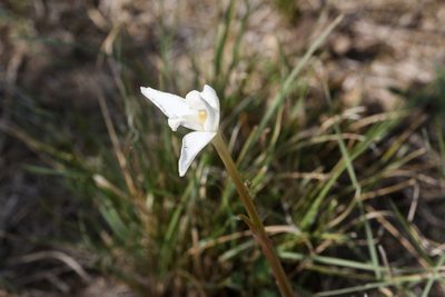 Zephyranthes chlorosolen, photographed by Tom Field
