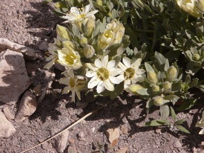 Malesherbia lirana, photographed by Guillermo Debandi