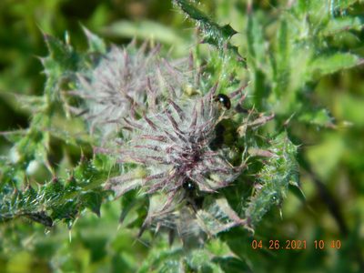Carduus uncinatus, photographed by Galyna Mykytynets
