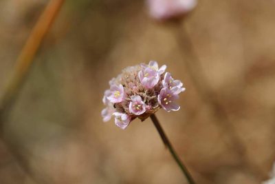 Armeria curvifolia, photographed by Cesar Ormazabal